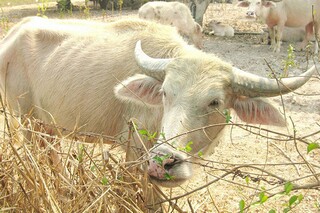 清明古诗作文_清明的古诗写成作文怎么写