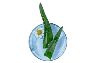 春节见闻作文500字（作文《春节见闻》500字）