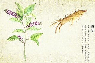 韦应物秋夜寄丘员外_韦应物秋夜寄丘员外古言叫什么