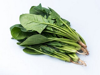 蝈蝈历险记600字作文（关于蝈蝈的作文450字）