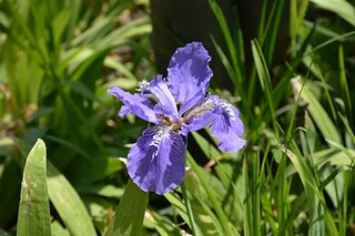小麻雀音乐教案（小麻雀音乐教案设计）