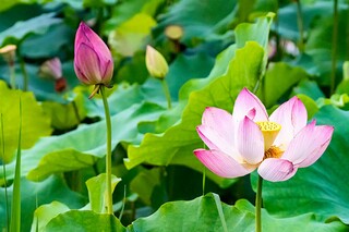 通用适合早上发的早安心语语录摘录（适合早晨发的说说早安心语带图片）