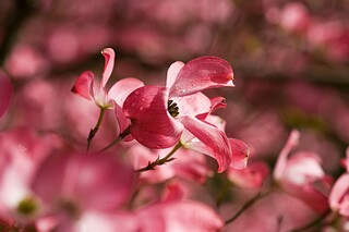 歌颂祖国的诗歌_歌颂祖国的诗歌朗诵稿