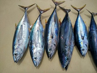 大寒节气的朋友圈说说_大寒说说大全微信朋友圈