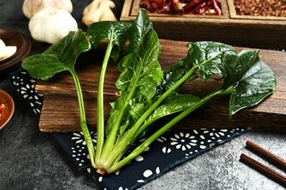 苦菜花作文_苦菜花的作文怎么写